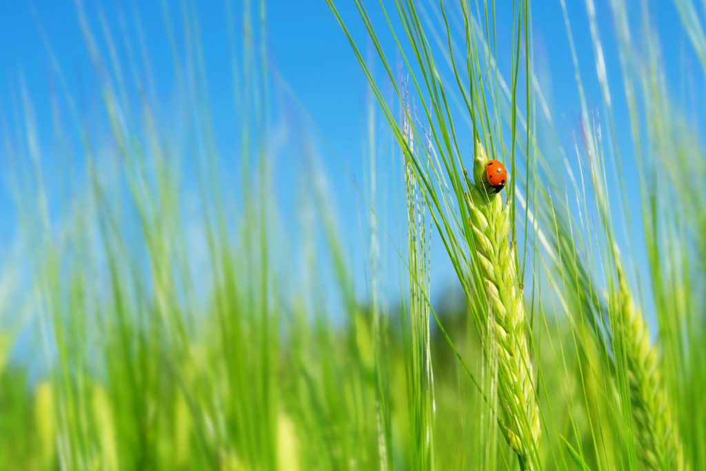 L’IMPORTANZA DEL GRANO
